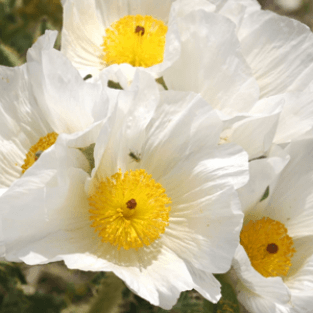 Prickly Poppy 1000 gram (Argemone Mexicana)