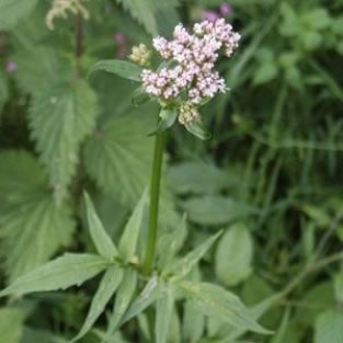 Valeriana officinalis  - 1 g | 1600 seeds - valerian